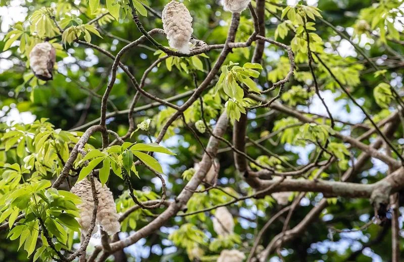 Oil Ceiba Family Tree